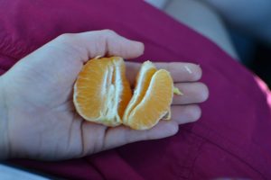 The best conference swag: fresh fruit! my first ojai pixe tangerine.