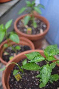 c'mon little peppers, grow!