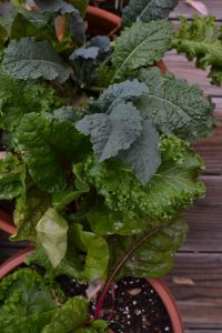 power greens growing on my back steps