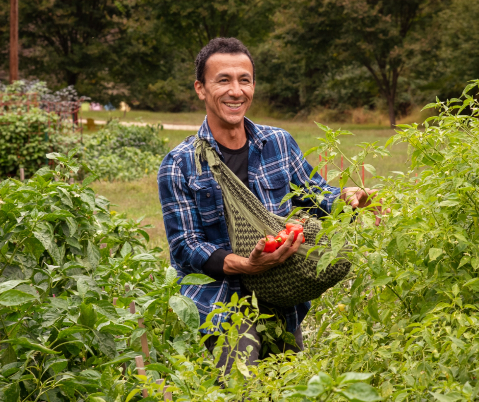 Man picking peppers at farm